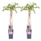 Wisteria
