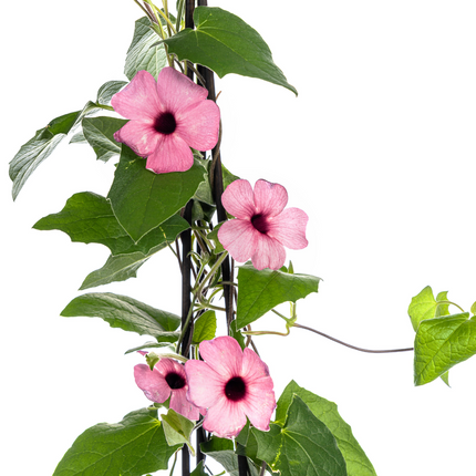 Suzanne of the Beautiful Eyes – Thunbergia alata Sunny Susy Rose Sensation – ↕60 cm – Ø13 cm – 4x