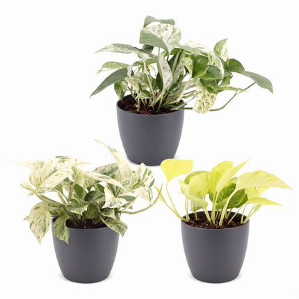 Epipremnum Tricolour 3x - Geel - Groen - Creme - Tropisch - incl. grijze pot - Ø6cm - ↕20-25cm
