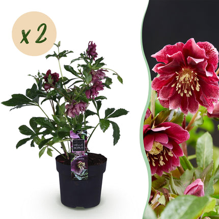Rosa de primavera - Helleborus orientalis Double Ellen Red - Flor roja - ↕35cm - Ø14cm - 2x