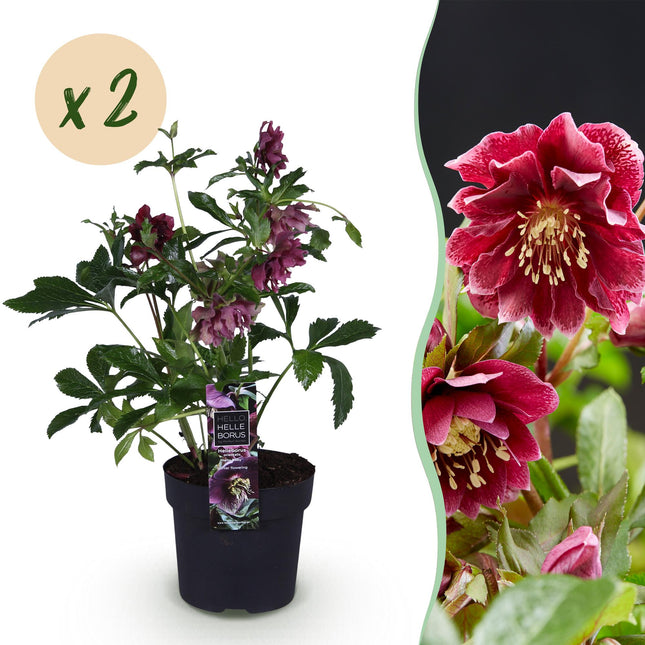 Forårsrose - Helleborus orientalis Dobbelt Ellen Rød - Rød Blomst - ↕35cm - Ø14cm - 2x