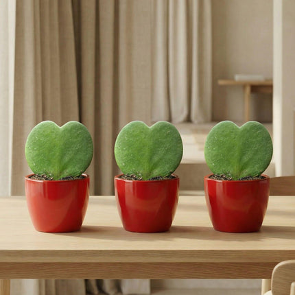Sweetheart Plant Set (Hoya Kerrii ) - 3x Pot & Plant - Rood