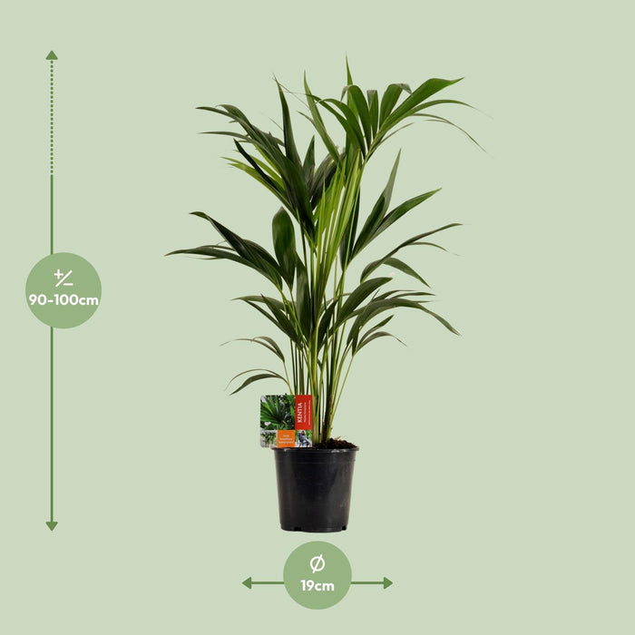 Howea Forsteriana - Kentia Palm - ↕100cm - Ø19cm