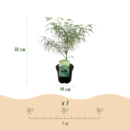 Acero giapponese - Acer palmatum Koto-no-ito - Verde - ↕70cm - Ø19cm - 2x