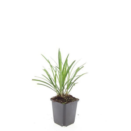 Liriope muscari 'Ingwersen' - ↕10-25cm - Ø9cm - 24x