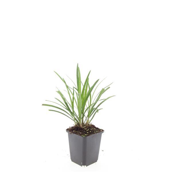Liriope muscari 'Ingwersen' - ↕10-25cm - Ø9cm - 24x