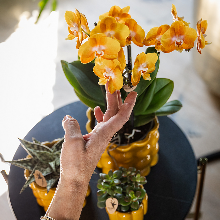 Kolibri Orchids | Oranje/gele Las Vegas orchidee + Retro oker sierpot - potmaat Ø12cm | bloeiende kamerplant – vers van de kweker