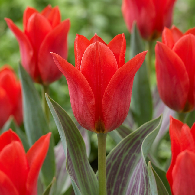 30x Tulipa Greigii Red - Bloembollen - Greigii-tulp - Rood - Voorjaarsbloeier - Bolmaat 11/12