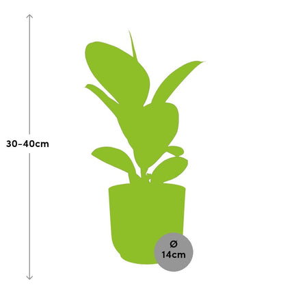 Ficus Elastica ‘Robusta’ in gele elho Vibes Fold - Ø14cm