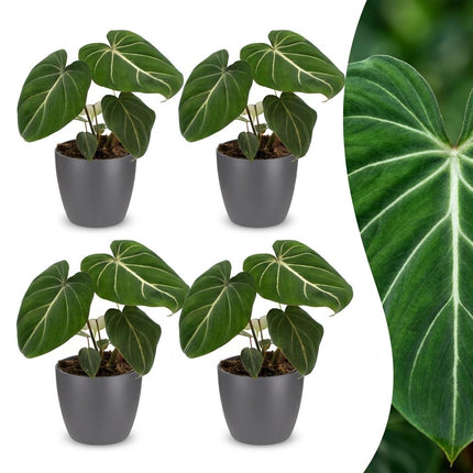 Philodendron Gloriosum - Glorie Philodendron - 4x - met Potter Grijs - Pot 12cm - Hoogte - 25cm