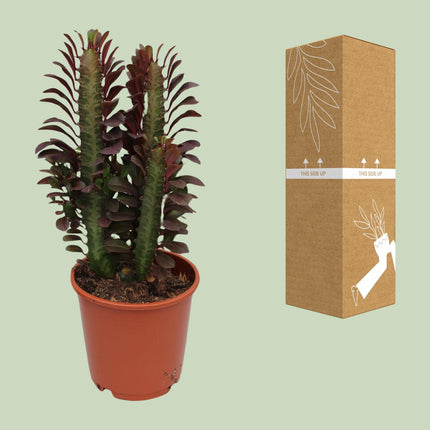 Euphorbia Trigona Rubra - ↕40cm - Ø12cm