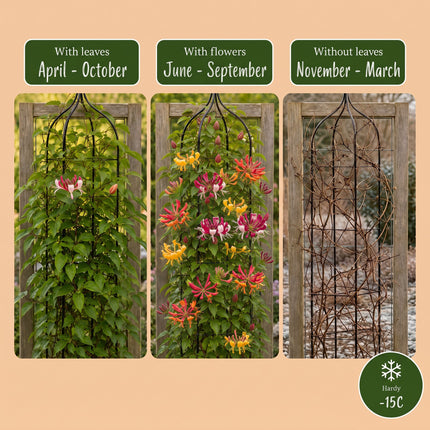 Lonicera Tricolour - Driekleurige kamperfoelie 12x - Rood - Paars - Oranje - Geel - Klimplant - Ø9cm - ↕35cm
