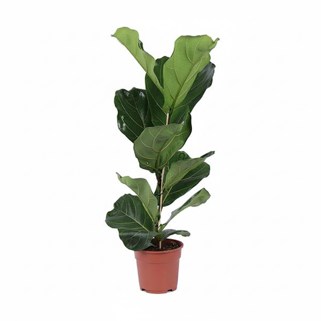 Arbusto di Ficus Lyrata - ↕80cm
