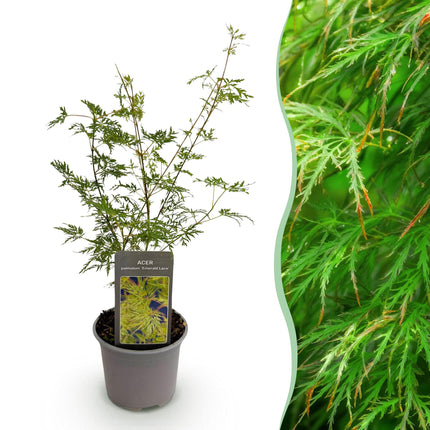 Japansk Ahorn - Acer Palmatum Emerald Lace - Grøn - ↕35cm - Ø12cm