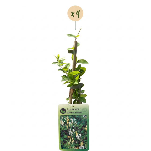 Lonicera jap. 'Halliana' - Japanse kamperfoelie 4x - Wit - Geel - Klimplant - Ø9cm - ↕35cm