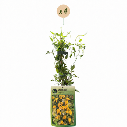 Clematis tangutica - Chinese bosrank 4x - Geel - Klimplant - Ø9cm - ↕35cm