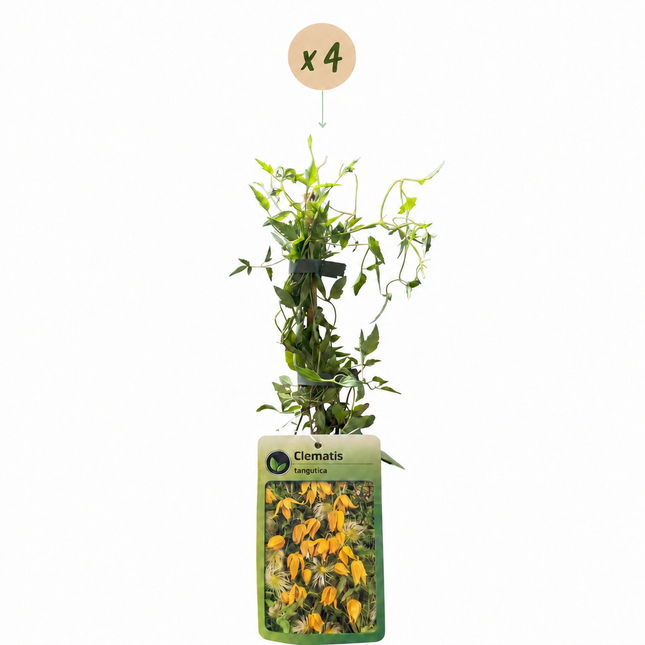 Clematis tangutica - Chinese bosrank 4x - Geel - Klimplant - Ø9cm - ↕35cm