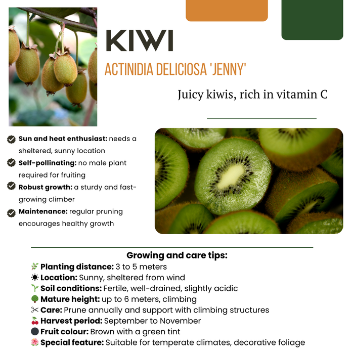 Fruitplanten mix Biologisch - set van 4 verschillende soorten - ↕20-25cm - Ø13cm "Zomervruchten"