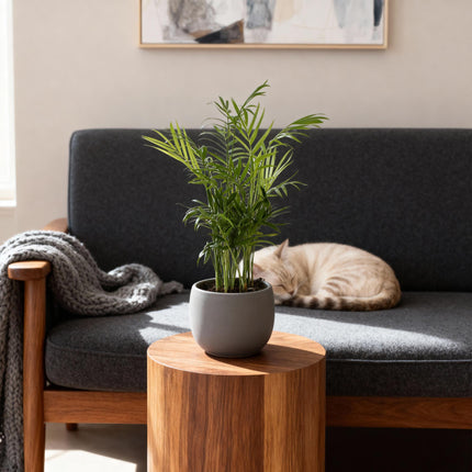 Chamaedorea Elegans - Palmier doré - ↕35-40 cm - Ø12 cm - 2x