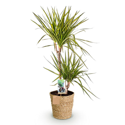 Dracaena Sunray - Arbre dragon - avec panier - Vert - Pot de 21 cm - Hauteur 90-100 cm