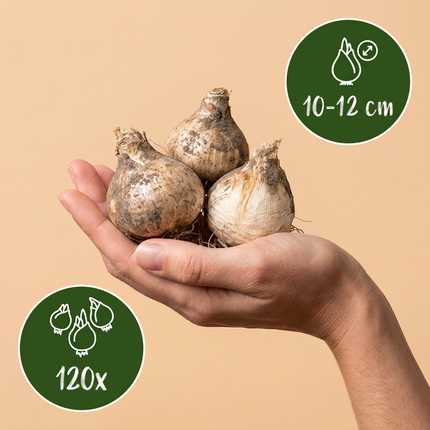 120x Allium Purple - Bloembollen - White Mix - Sierui paars-wit mengsel - Paars en Wit - Zomerbloeier - Bolmaat 10/12
