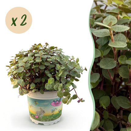 Callisia repens - Planta tortuga - ↕15-20cm - Ø12cm - 2x
