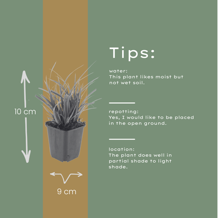 Carex morrowii - Zegge - ↕10-25cm - Ø9cm - 24x