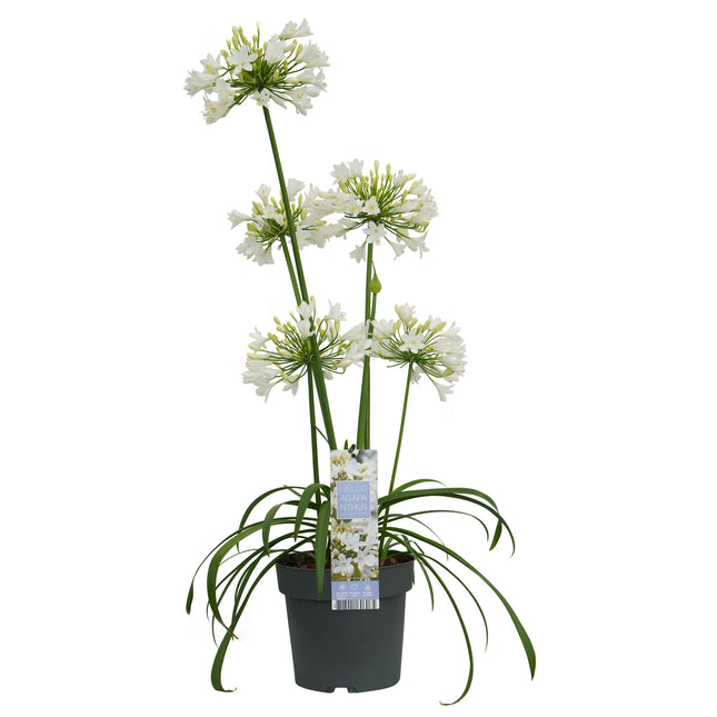 Schmucklilie 'Ever White' – Afrikanische Lilie – ↕30 cm – Ø19 cm