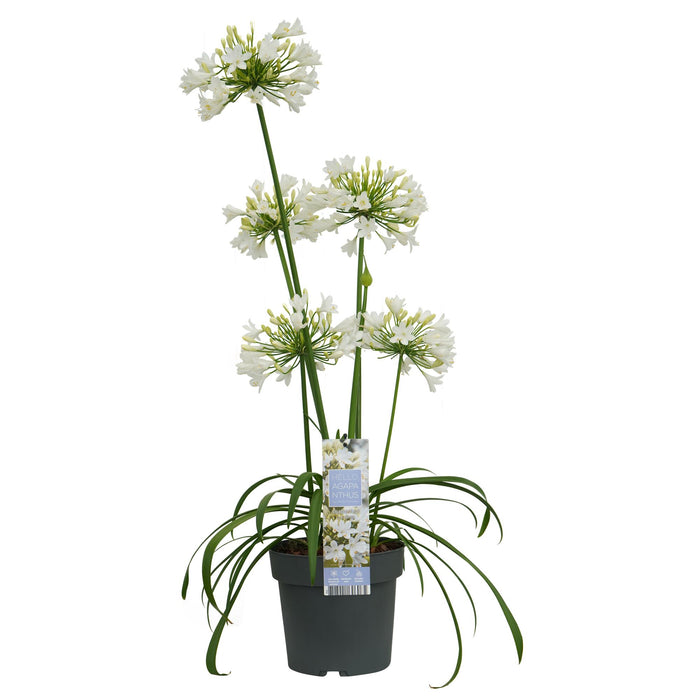 Agapanthus 'Ever White' - Afrikaanse Lelie - ↕30cm - Ø19cm