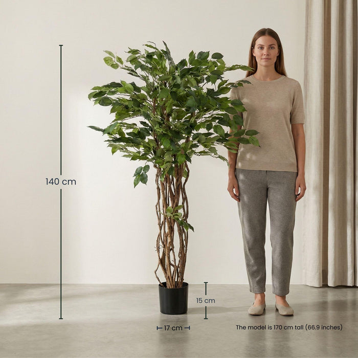 zimmerpflanze xxl XXL Washingtonia robusta bis 200 cm 50-60 cm Stamm Petticoat-Palme Zim Blumen-Senf