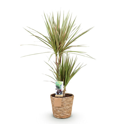 Dracaena Marginata Bicolor - Drakenbloedboom - met mand - ↕90-100cm - Ø17cm - 2x