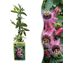 Collection image for: Passiflora