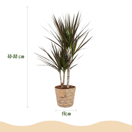 Dracaena Magenta - Arbre Dragon - avec panier - ↕70-80cm - Ø17cm - 2x