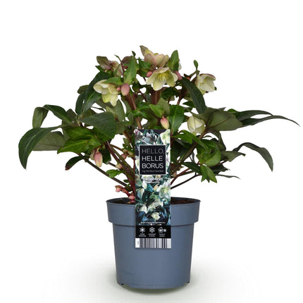Lenzrose (Helleborus diamfire) – Grüne Blüte – Topf 19 cm, Höhe 40 cm