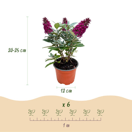 Buddleja davidii Butterfly Candy Little Ruby - Arbusto delle farfalle - Compatto - Rosso - ↕20-25cm - Ø12cm