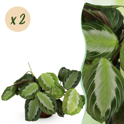 Maranta Fascinator Silverband - Gebedsplant - ↕30-35cm - Ø12cm - 2x
