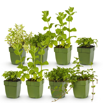 Borderpakket - Thee kruiden - 8 Vaste planten - 1 m2 - Diversen kleuren - Weinig Onderhoud - Ø11cm