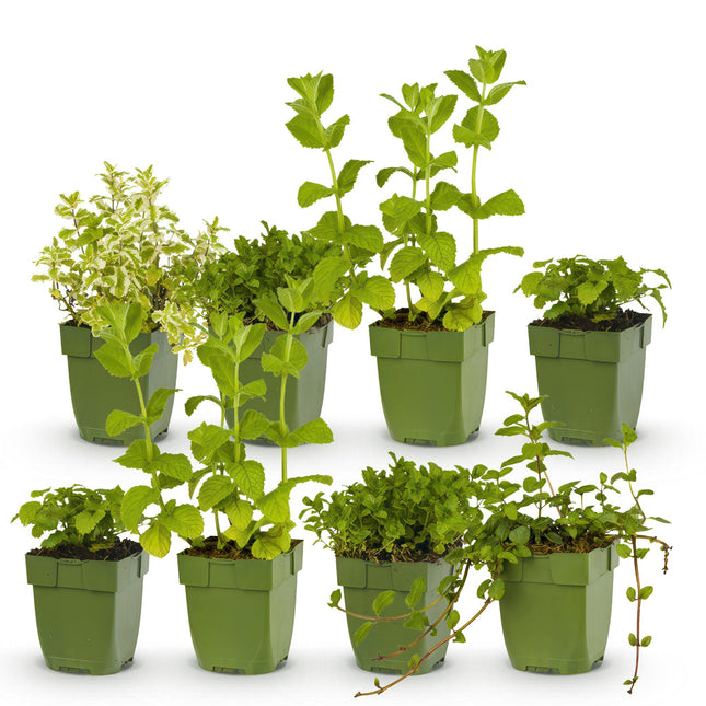 Border Package - Tea Herbs - 8 Perennials - 1 m² - Various Colors - Low Maintenance - Ø11cm