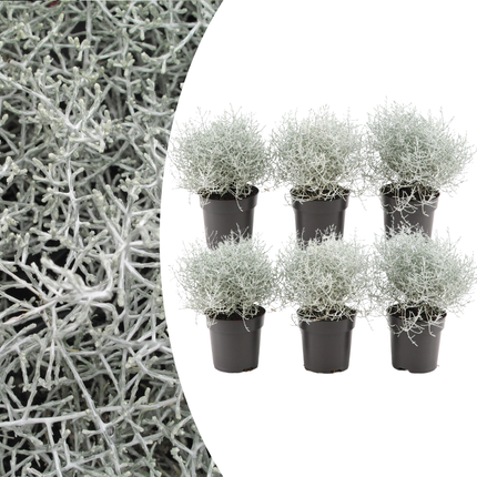Calocephalus - Silver Shrub - ↕15cm - Ø10cm - 6x