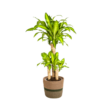 Dracaena Fragrans Massangeana with basket - ↕90-110cm - Ø21cm