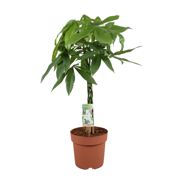 Pachira Aquatica - Geldboom - ↕60-70cm