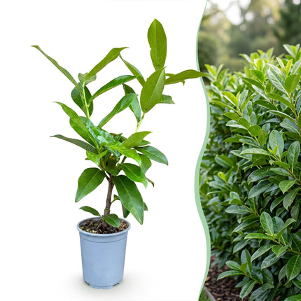 Prunus laur. Novita - Laurierkers - 40x Haagplanten - Groenblijvend - Groen - Pot 9cm - Hoogte 25-35cm
