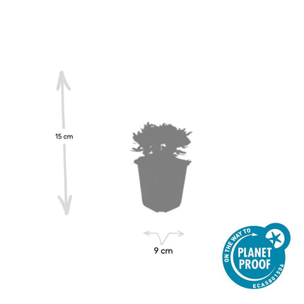 Potentilla tridentata 'Nuuk' - Ganzerik - ↕10-25cm - Ø9cm - 48x