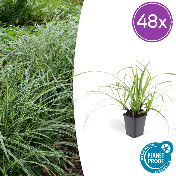 Carex morrowii 'Ice Dance' - ↕10-25cm - Ø9cm - 48x