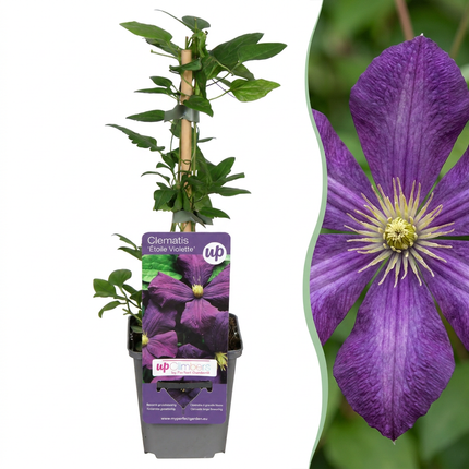 Clematis Etoile Viol - Bosrank 4x - Paars - Klimplant - Ø9cm - ↕35cm