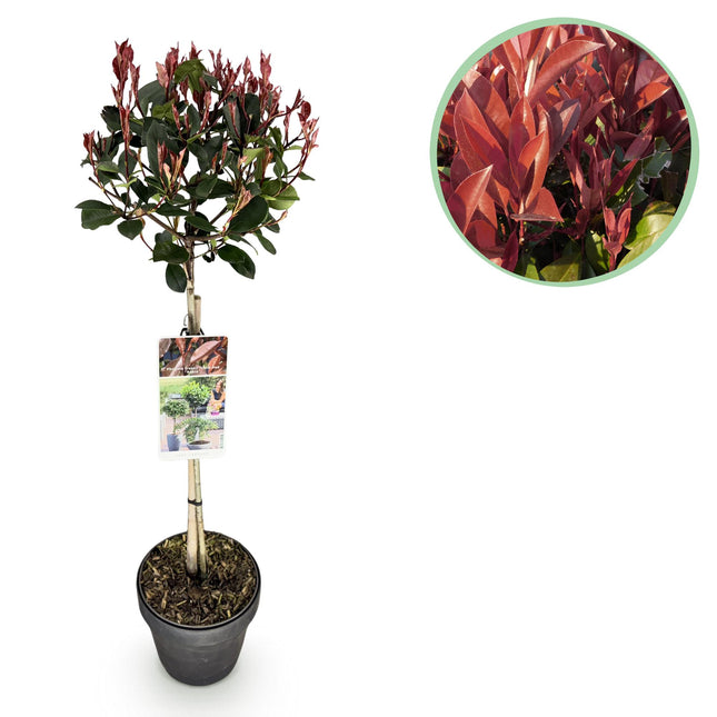 Photinia fraseri Little Red Robin - Terras Plant - Groen-Rood Blad - ↕90cm - Ø19cm