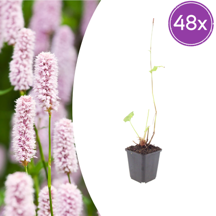 Persicaria bistorta - Adderwortel - ↕10-25cm - Ø9cm - 48x