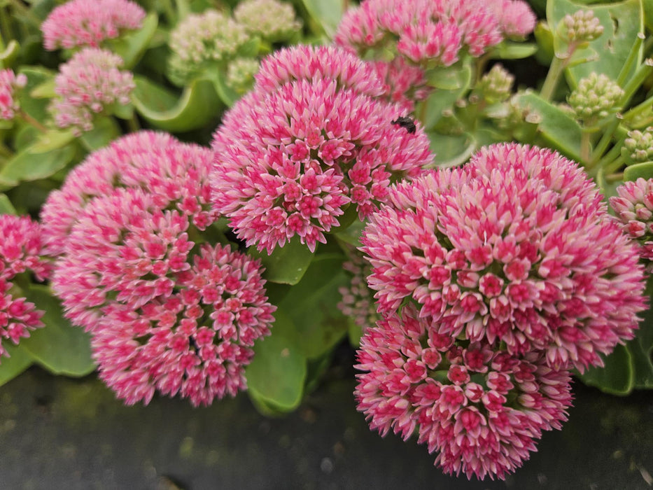 Sedum 'Herbstfreude' - Hemelsleutel - ↕10-25cm - Ø9cm - 40x
