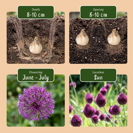 800x Allium Sphaerocephalon - Bloembollen - Kogellook - Paars - Zomerbloeier - Bolmaat 5/6
