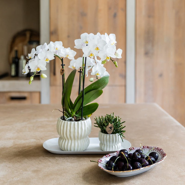 Kolibri Orchids | Gift Set Horizon Wit - Witte Phalaenopsis Orchidee Blossom Zurich & Succulent
